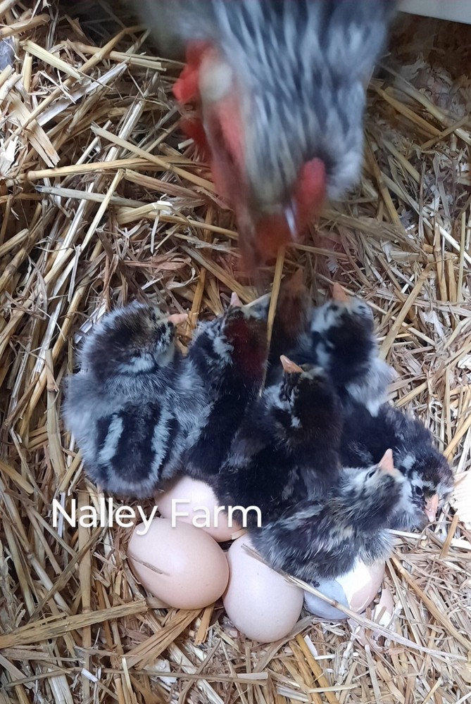 Silver Laced Wyandotte (12) 🐣 fertilized hatching eggs.Please read description.
