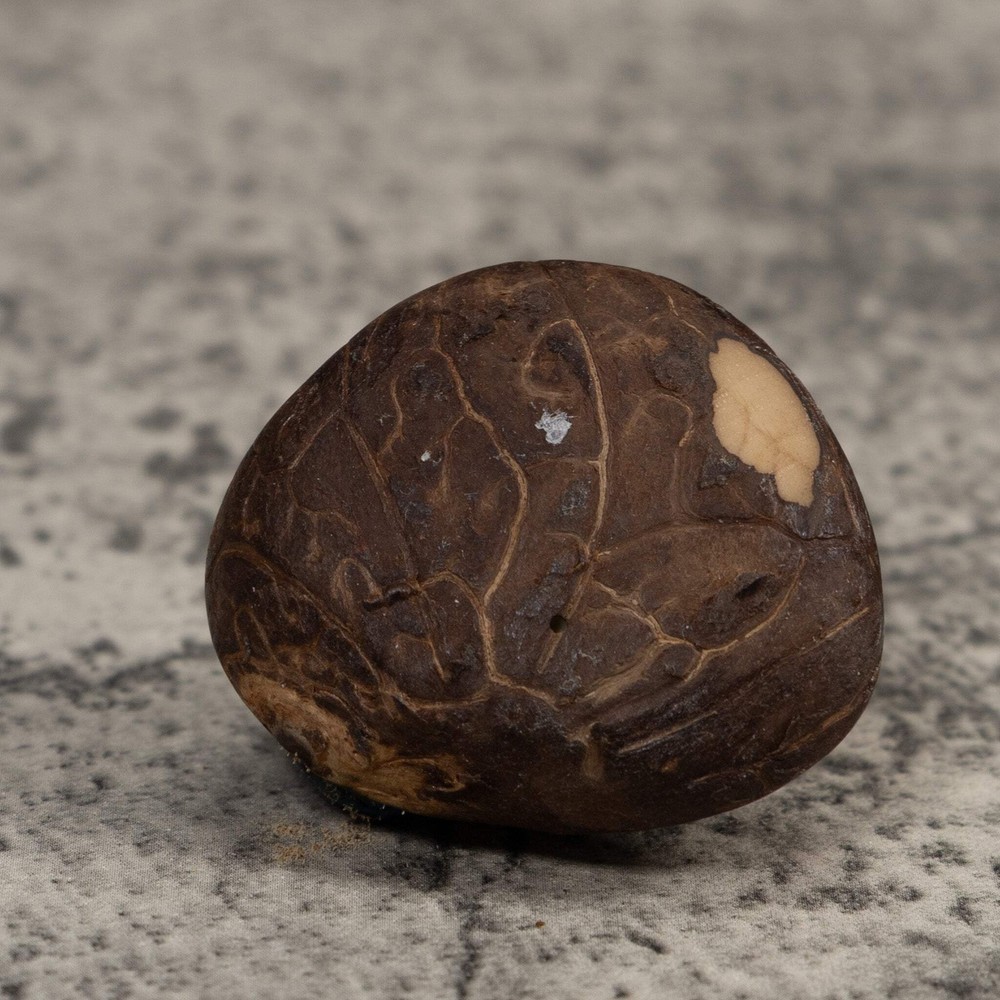Poison Dart Frog Tagua Carving
