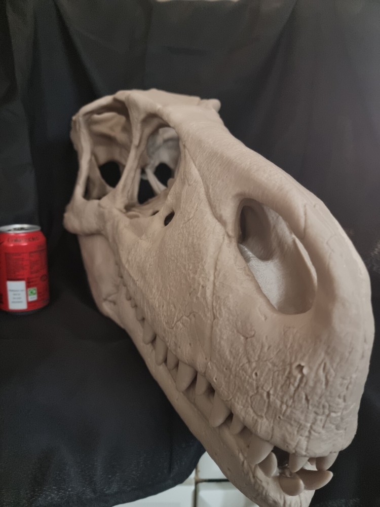 Utahraptor Life-size Dinosaur Replica Skull