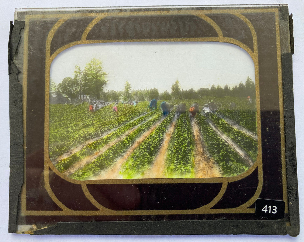 COLORED MAGIC LANTERN SLIDE 413 PICKING STRAWBERRIES ORE.? 1900s