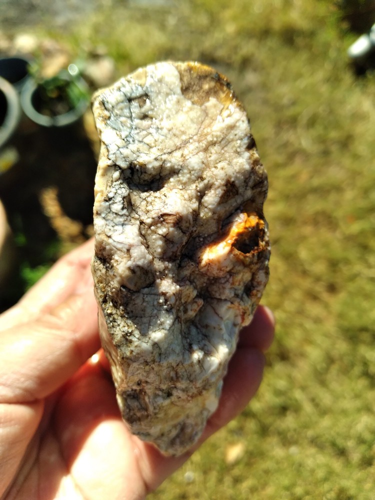 Agatized Wood (New Mexico), It Fluorescent Under UV Light