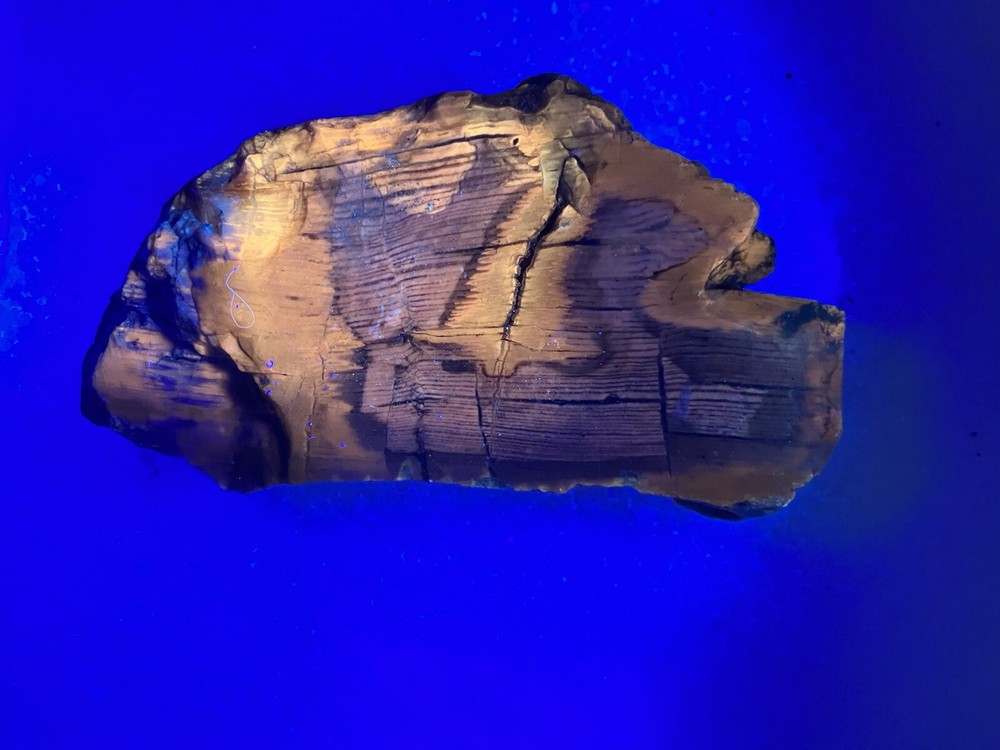 Petrified Wood , Fluorescent Under UV Light