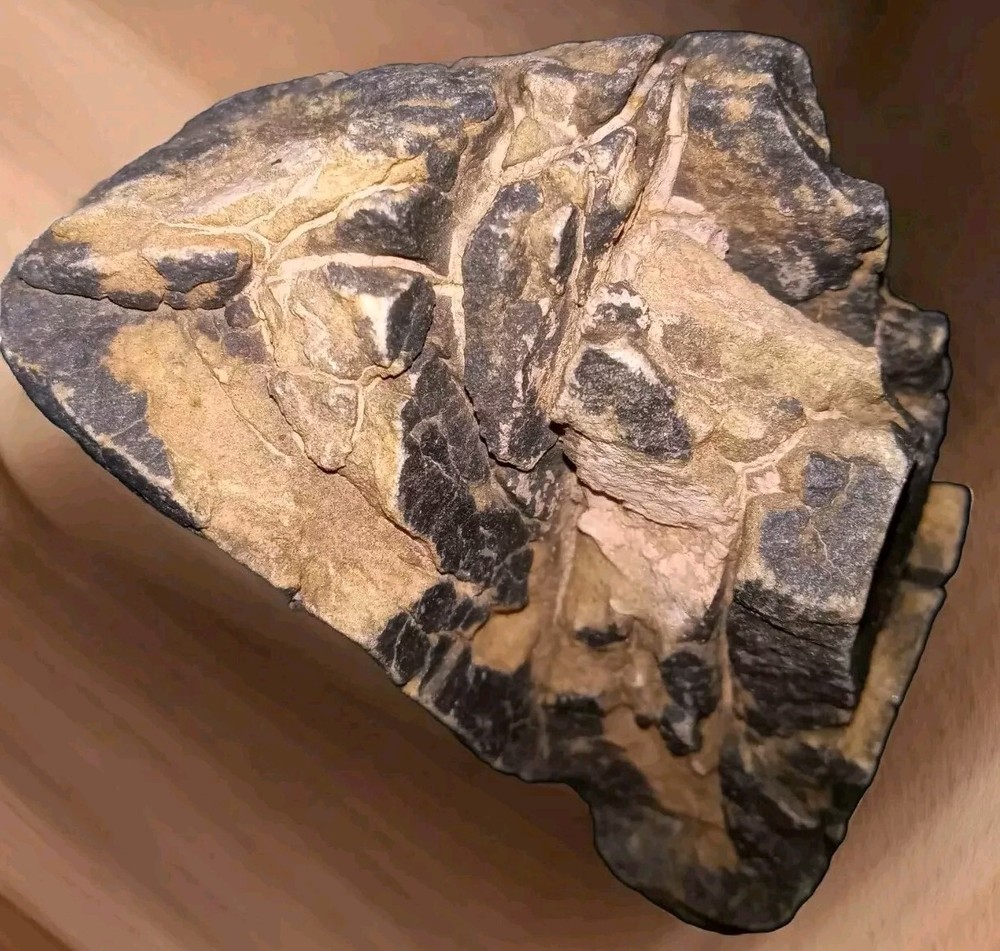 Petrified Wood Rough AZ 1 lb