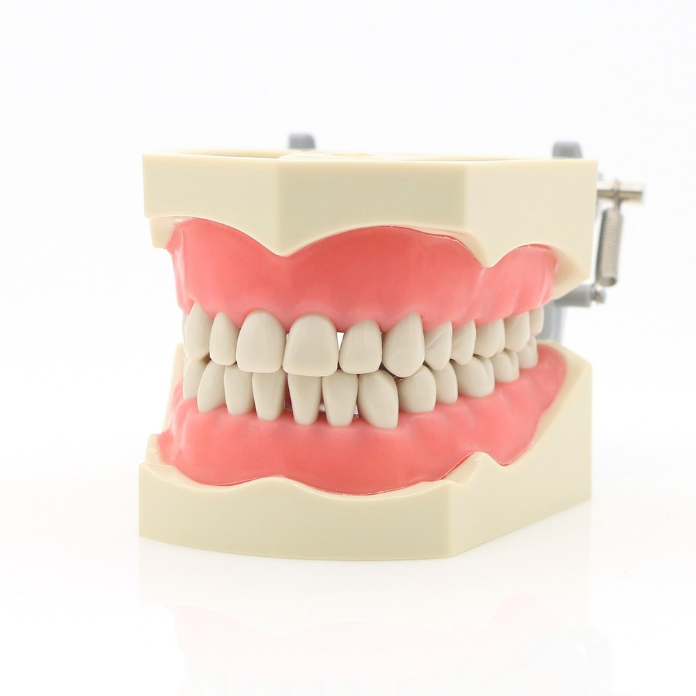 Dental 32 Pcs Removeable Teeth Columbia 860 Type Typodont Exam Restorative Model