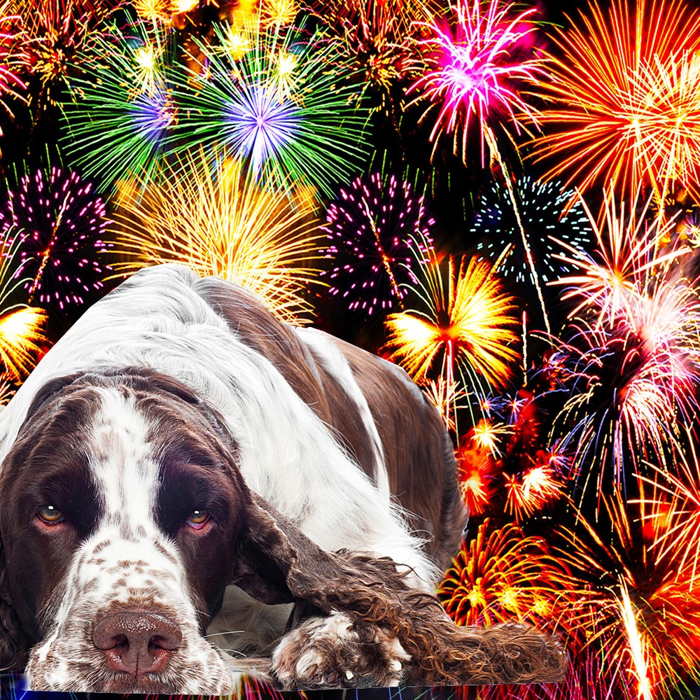 Is Your Springer Spaniel Afraid of Thunder? Fireworks? Try Relax Aromatherapy