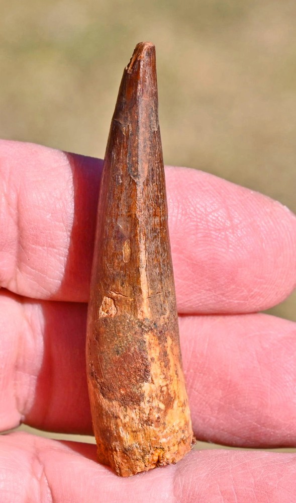 Spinosaurus tooth 2.44 inches, from Morocco #3