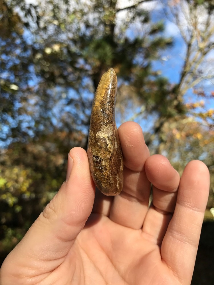 Baltic Amber