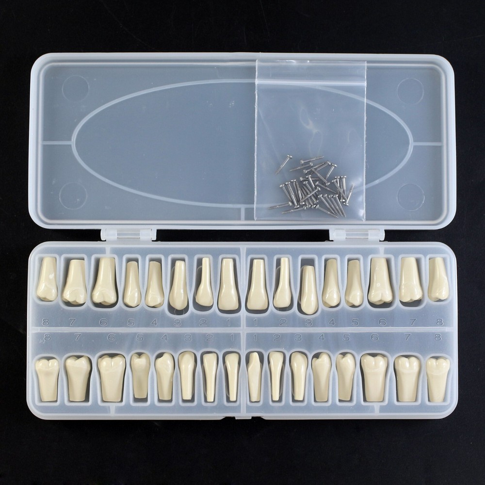 for Columbia 860 Dental Typodont Teeth 32pc Screw Replacement Dentoform Model