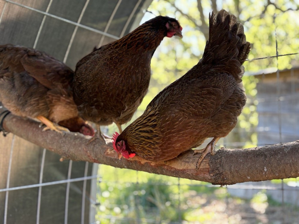 Welsummer hatching eggs (12 Eggs)