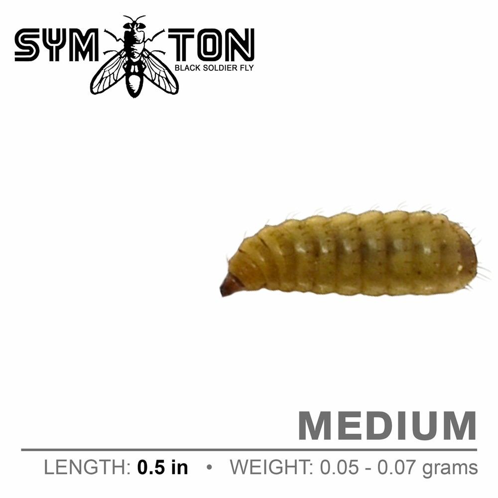 MEDIUM Black Soldier Fly Larvae (Feeding-Grade)