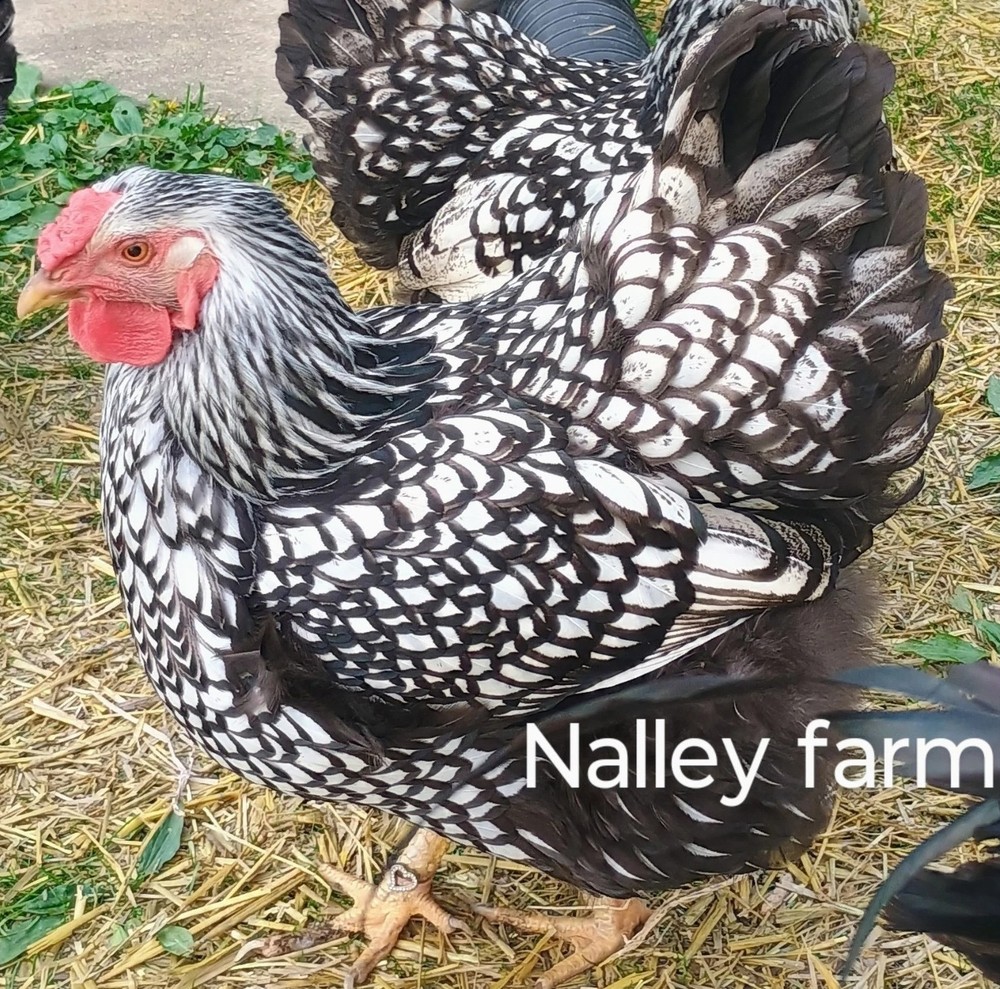 Silver Laced Wyandotte (12) 🐣 fertilized hatching eggs.Please read description.