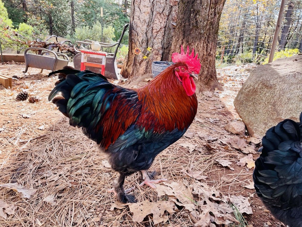 1 Dozen Black Copper Marans Hatching Eggs!