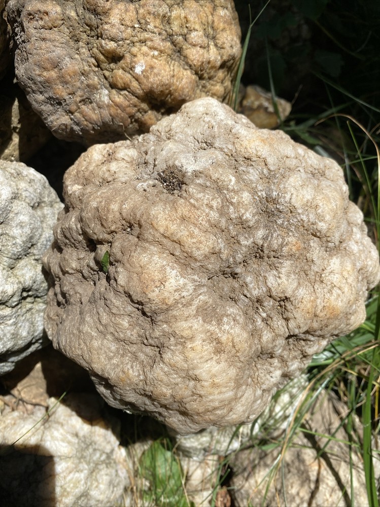 7 Pound Whole GEODES AGATES NODULES Lapidary Uncut Semi to Solid Unopened Quatz