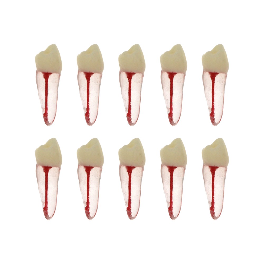 10Pcs Dental Root Canal Practice Model RCT Practice Endo Teeth Model Pulp Study