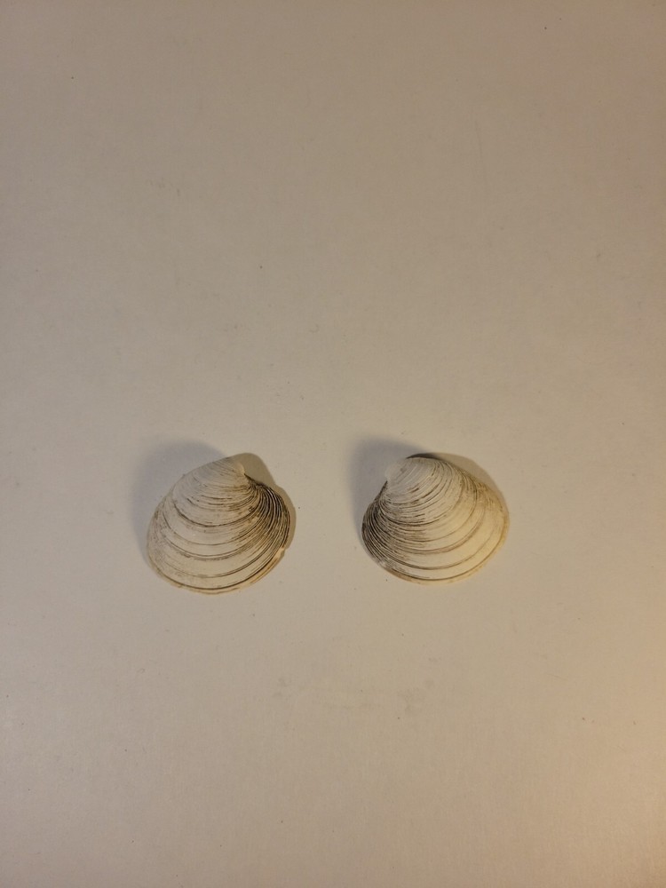 Northern Quahog Specimen