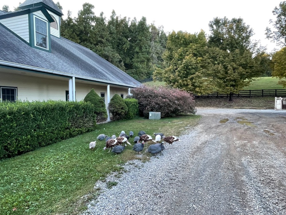 Guinea fowl hatching eggs