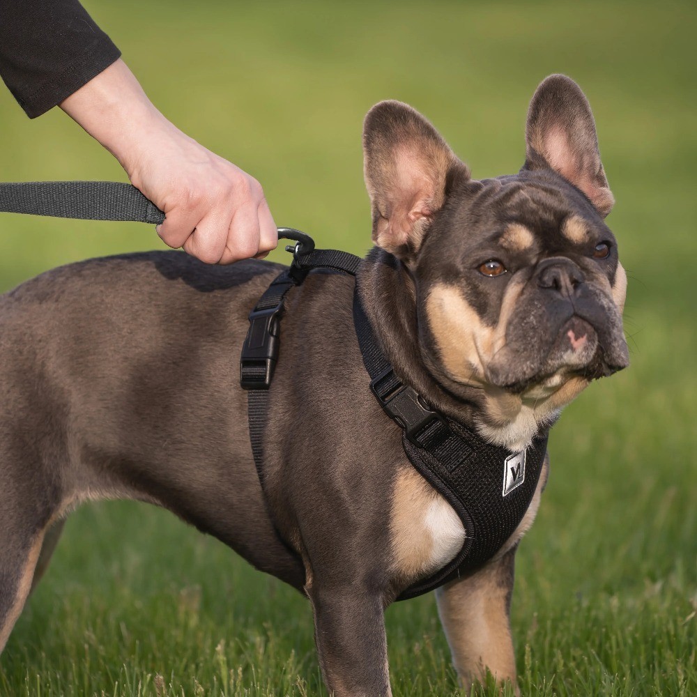 Mesh Adjustable Reflective Dog Walking Harness for Small Dogs Black