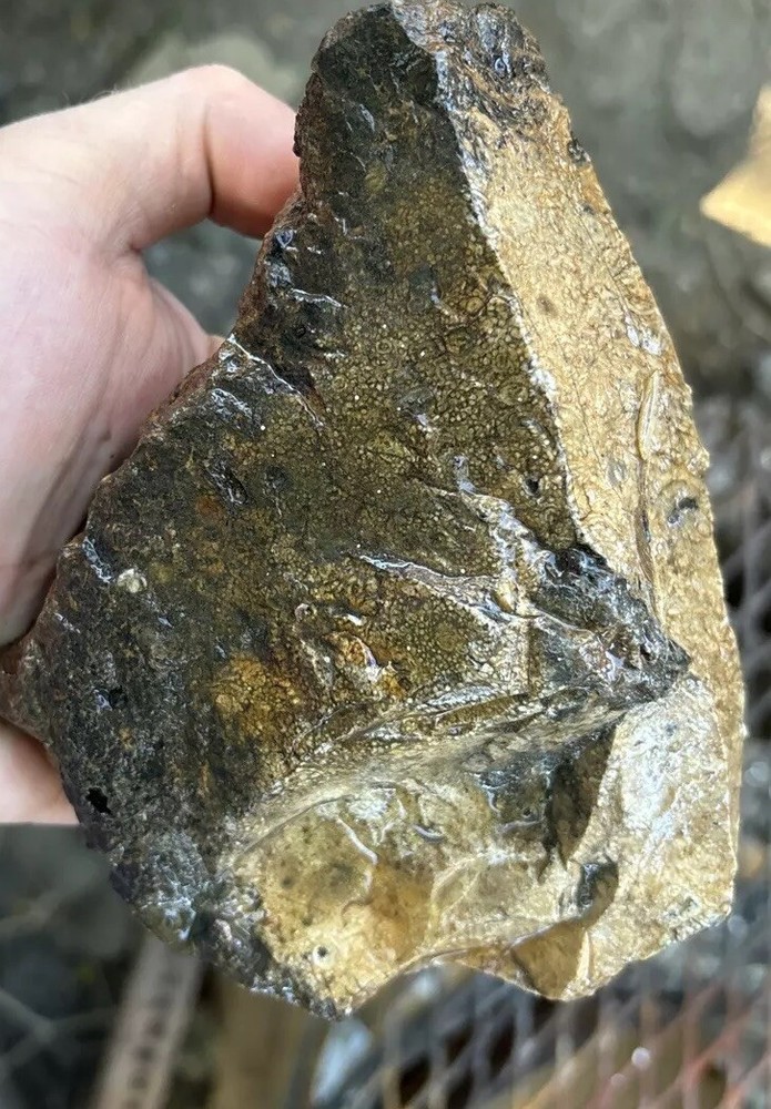Tempskya petrified Palmwood