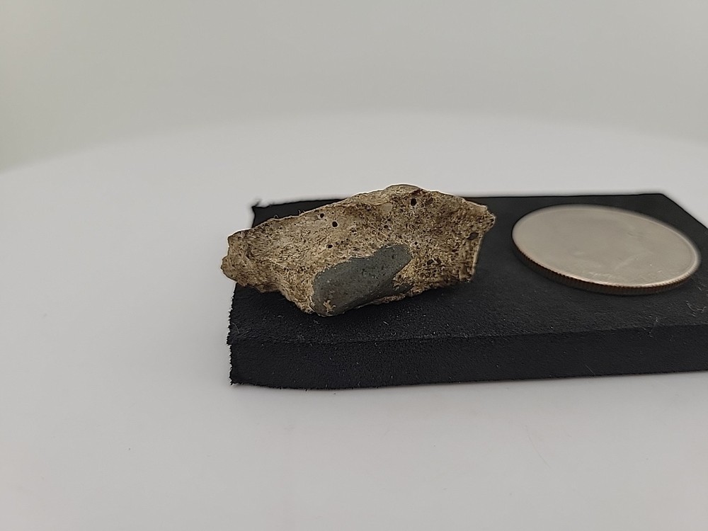 Fossilized Raptor Talon Dinosur Permineralized Fossil