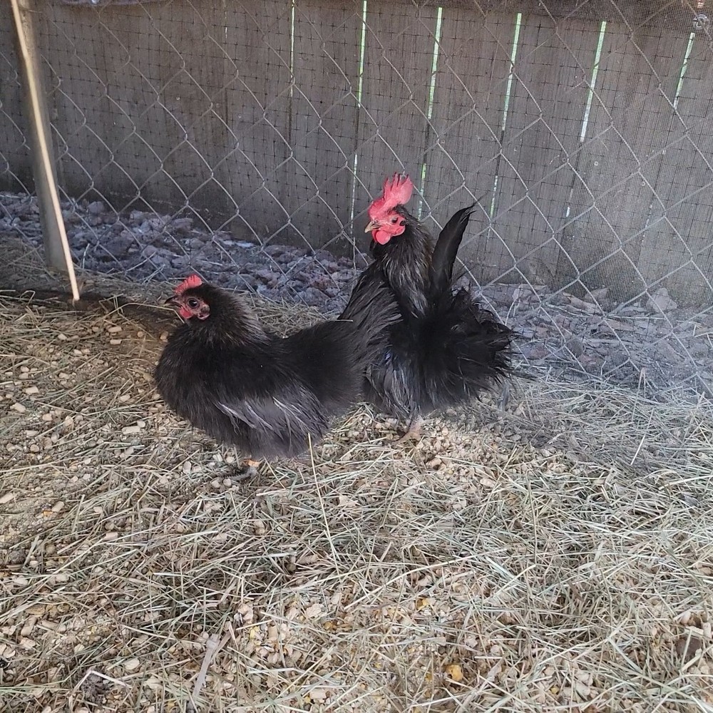 24+ Serama Bantam Hatching Eggs 4-H