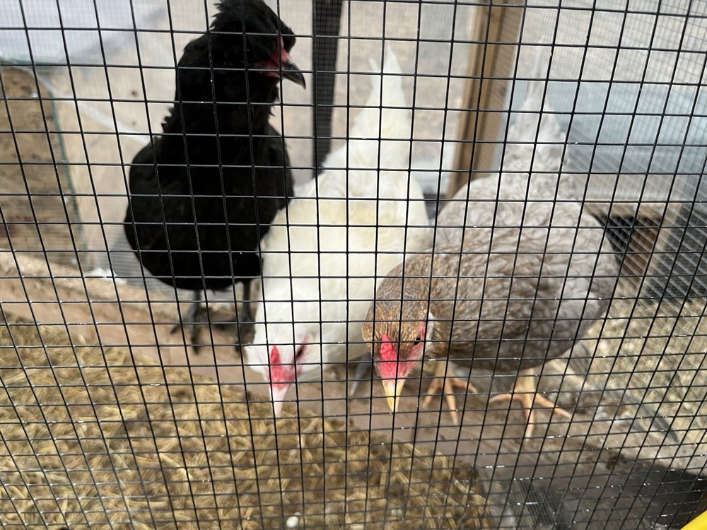 12 + 2 Rainbow Easter Egger / Olive Egger Hatching Eggs Free Priority Shipping
