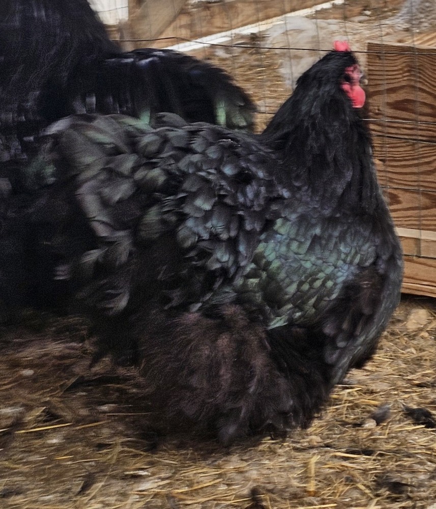 8+ English Black Orpington Hatching Eggs