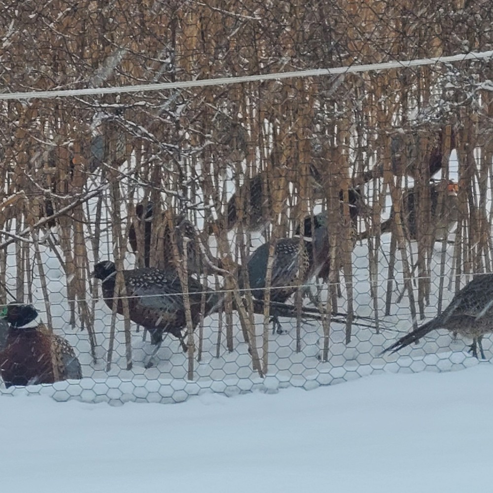 48 Ringneck Pheasant Fertile Hatching Eggs.