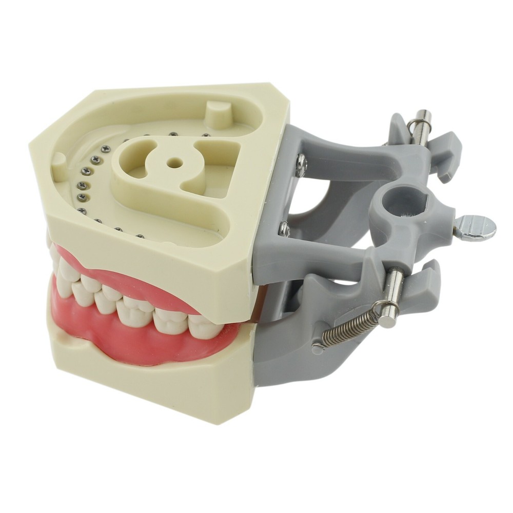 Columbia Dentoform 860Type Dental Typodont Exam Prep Model 32pcs Removable Teeth