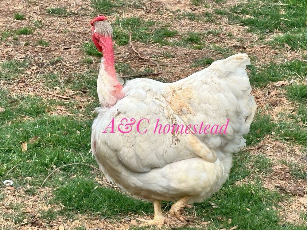 Turkhens Hatching Eggs 6 Chicken Eggs