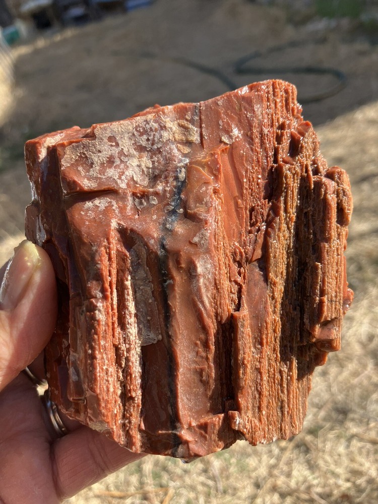 Arizona Petrified Wood