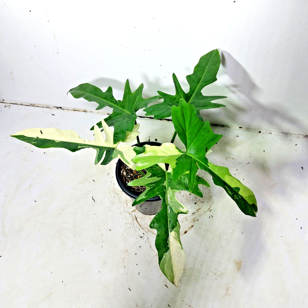 Philodendron Golden Dragon Variegated Free Phyto