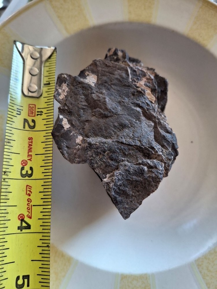 Petrified Wood Specimen
