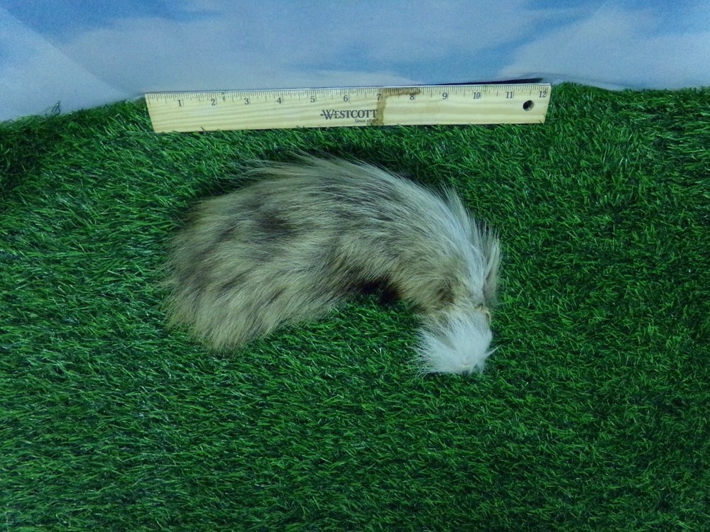 COYOTE SMALL TAIL   REAL