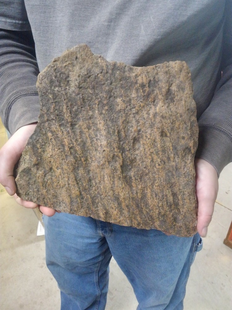 Natural Petrified Wood Large Specimen