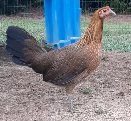 12 Chicken Hatching Eggs.