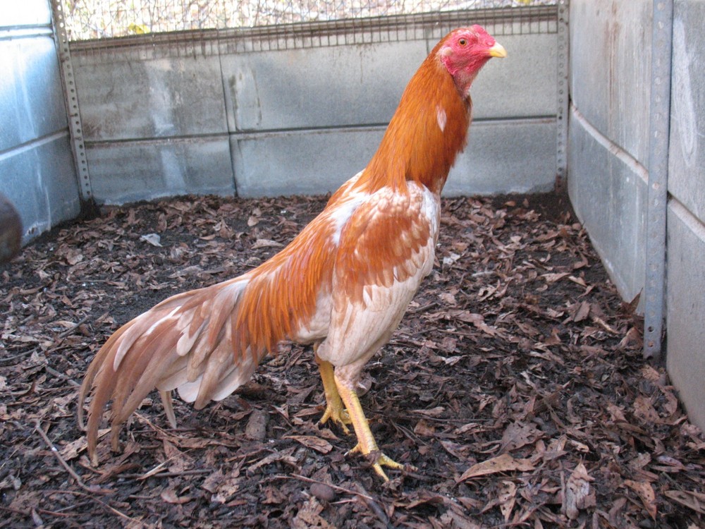 12 ASSORTED WAHL ASIL EGGS