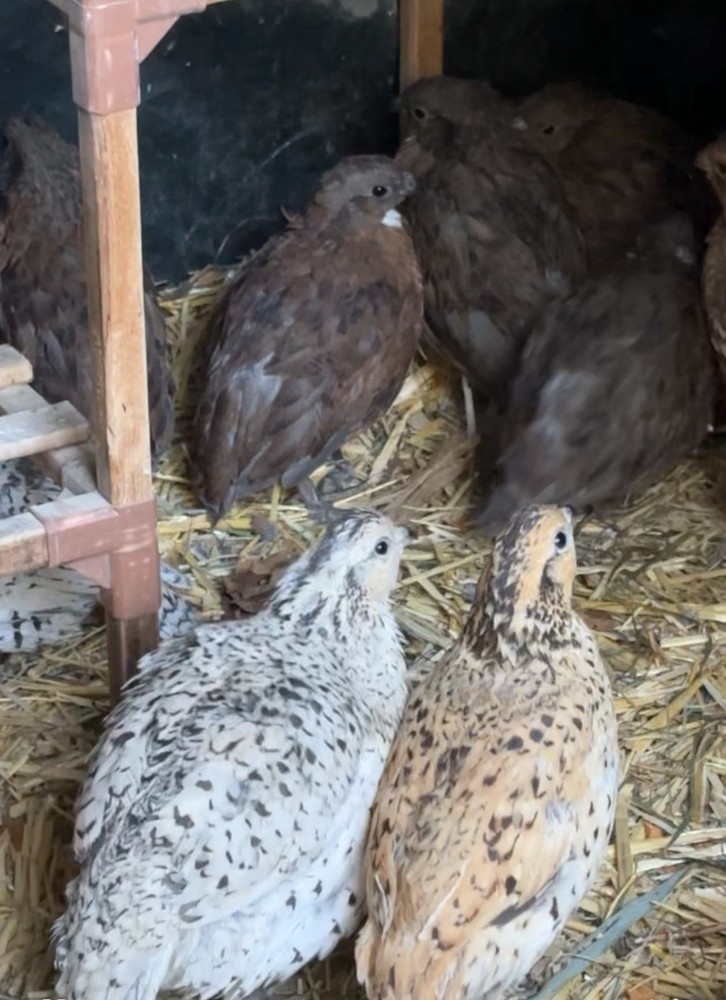 6+ Mixed Bobwhite Hatching Eggs