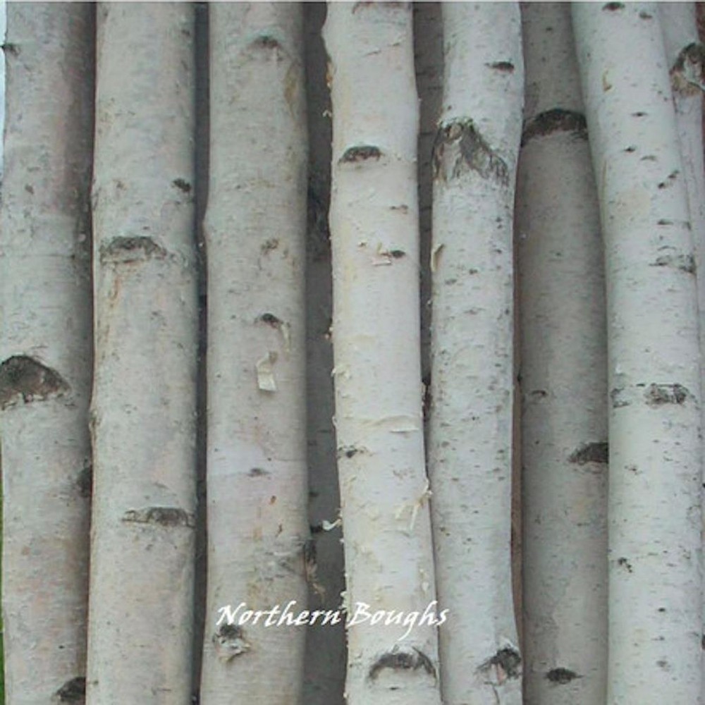 4 Thick White Birch Poles 4'