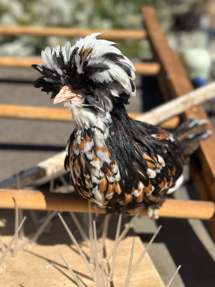 chicken hatching eggs for sale