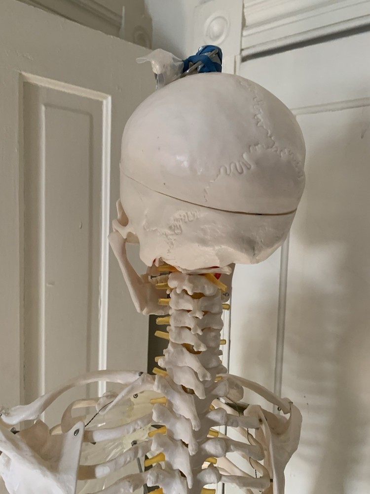 Fantastic Human Skeleton Model