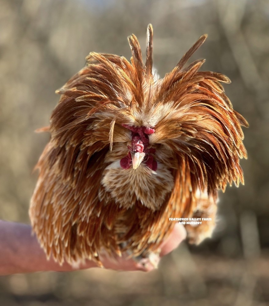 6 Buff Laced Polish - Hatching Eggs - NPIP -PreOrder
