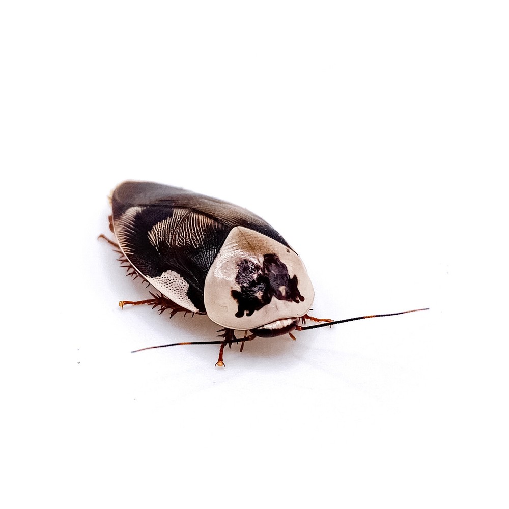 15CT Centurion Roach (Gyna centurion)