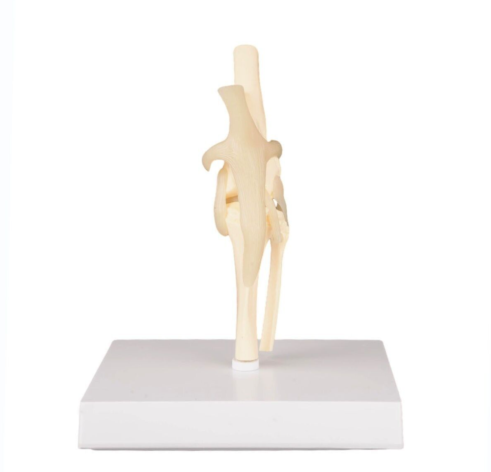 Dog Knee Joint Model Bone Animal Bone Specimen Veterinary Teaching Tools