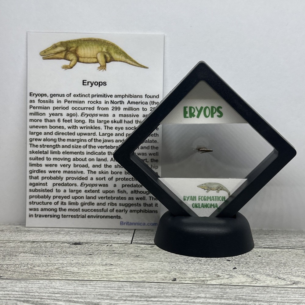 Eryops Tooth Fossil Pre Dinosaur in a Great Display Case