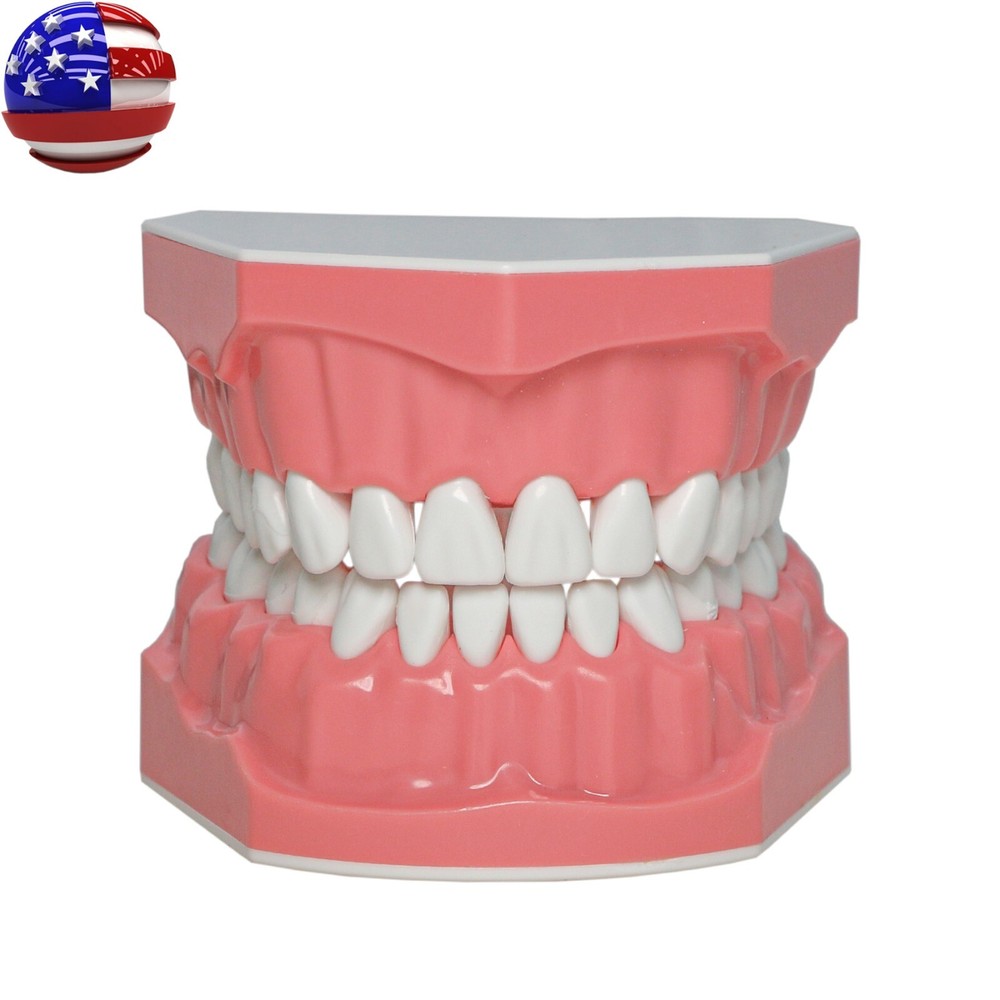US Dental Typodont Demo Teeth Model1:1 Brushing Flossing Teaching Practice Study