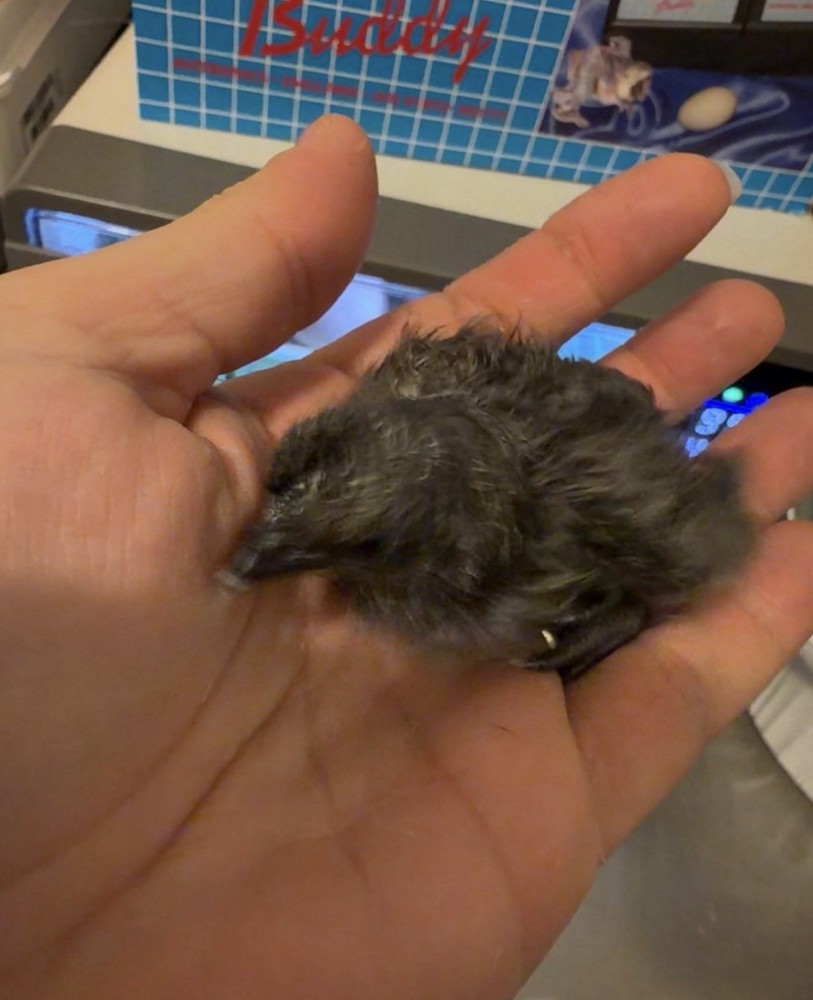 Ayam Cemani Hatching Eggs (10)–Read Description please!-Fertility Confirmed