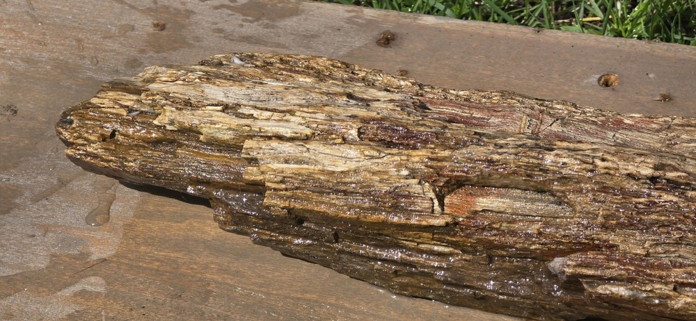 6lb Petrified Wood