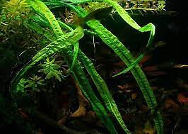 Cryptocoryne Crypt Balansae Large