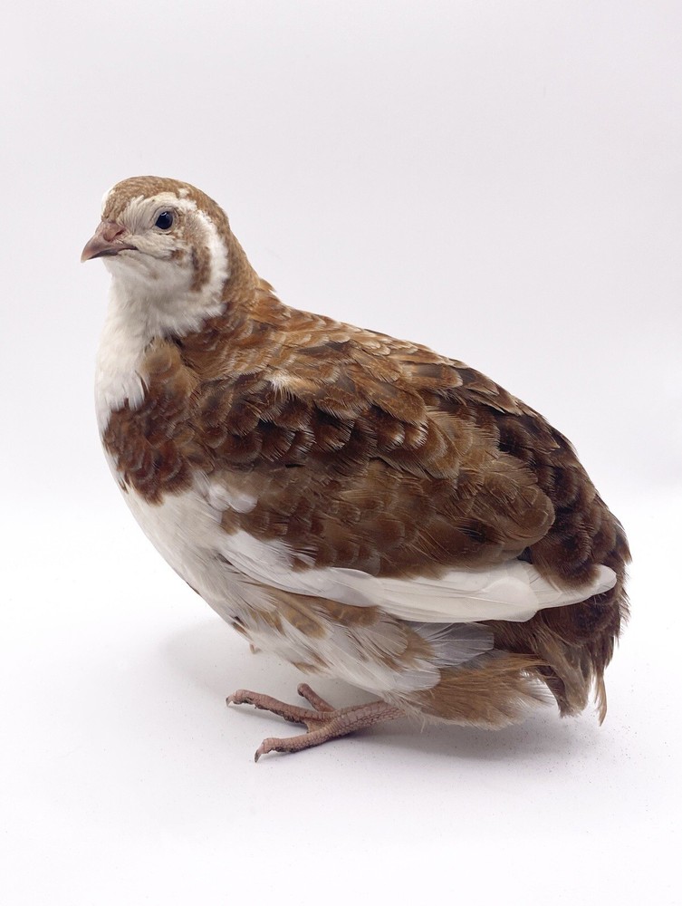 6++ Celadon Coturnix Quail Hatching Eggs - Blue Egg Layers