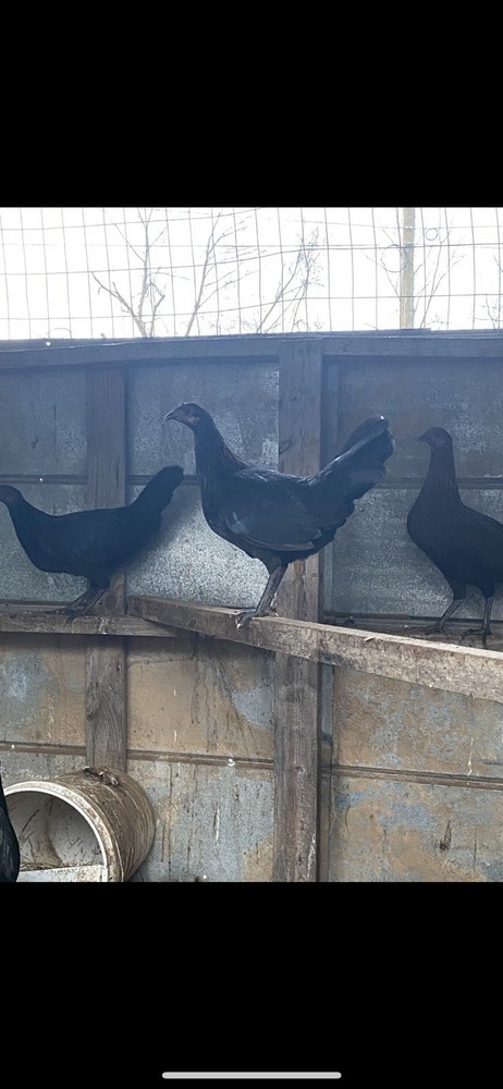 Hatching Eggs (6) Eggs Half Dozen Chicken Hatching Eggs